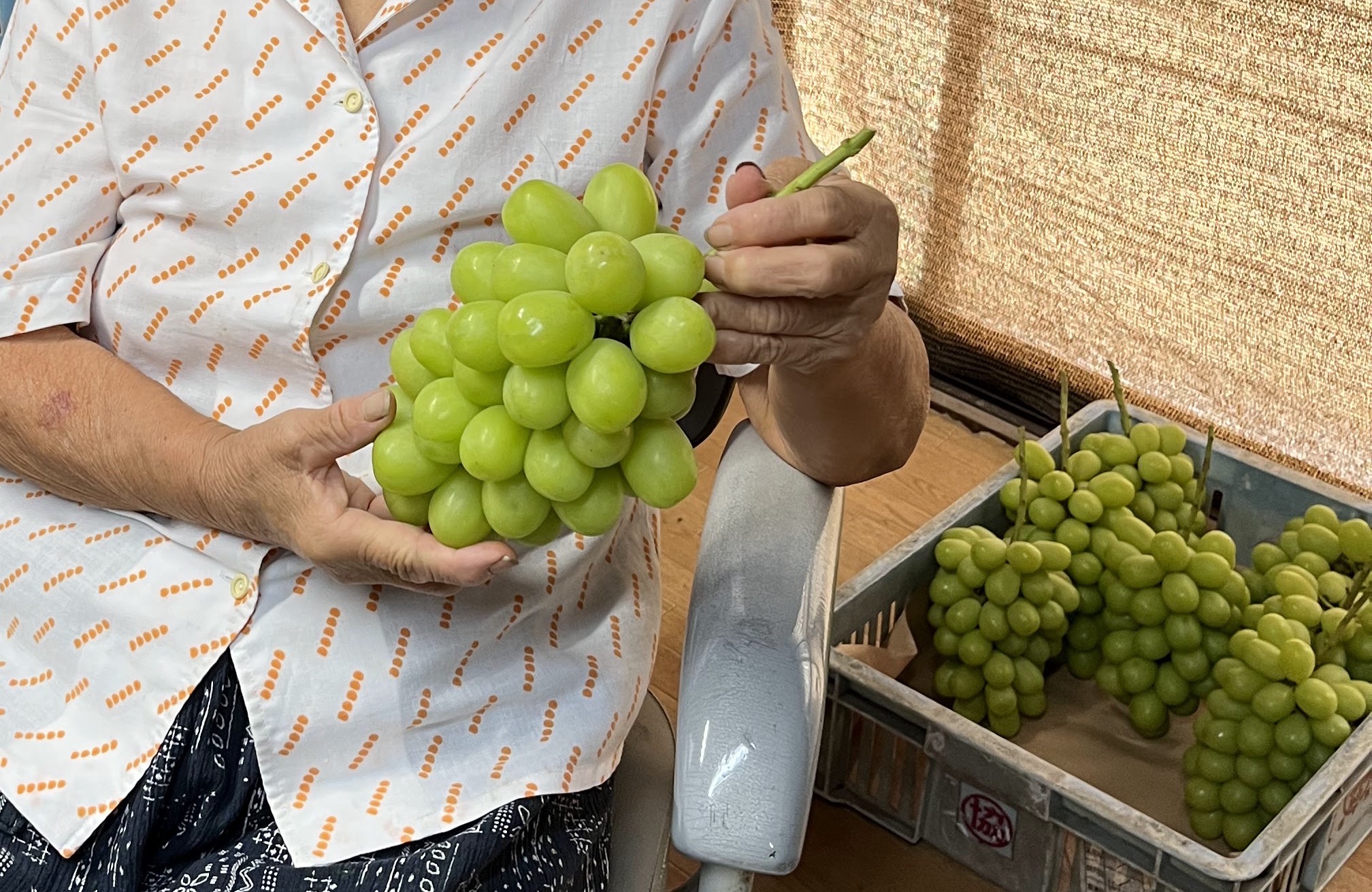 収穫したばかりのシャインマスカットを手にする作り手